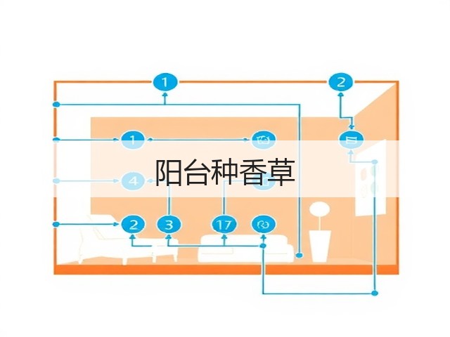 阳台种香草(图3)