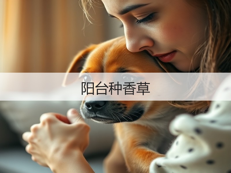 阳台种香草