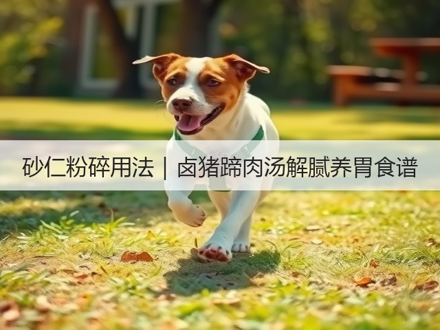 砂仁粉碎用法｜卤猪蹄肉汤解腻养胃食谱(图2)