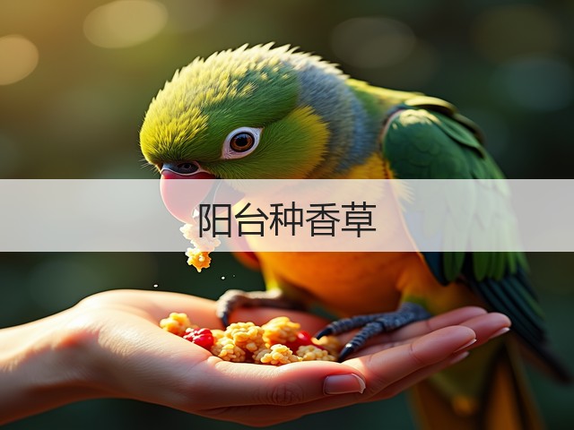 阳台种香草(图3) 阳台种香草(图3)