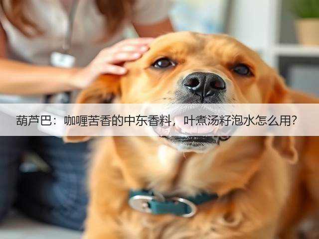 葫芦巴:咖喱苦香的中东香料,叶煮汤籽泡水怎么用?(图1) 葫芦巴:咖喱苦香的中东香料,叶煮汤籽泡水怎么用?(图1)