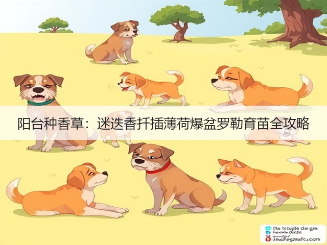 阳台种香草:迷迭香扦插薄荷爆盆罗勒育苗全攻略(图2) 阳台种香草:迷迭香扦插薄荷爆盆罗勒育苗全攻略(图2)